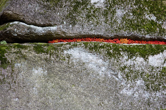 Landart Vogelbeeren