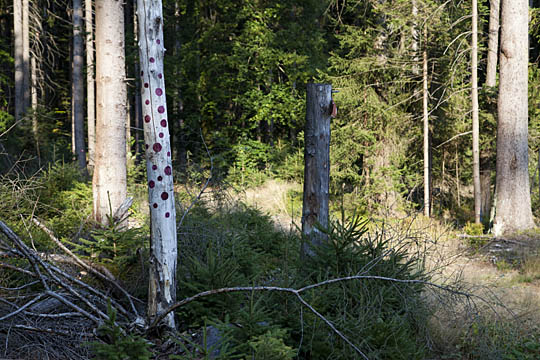 Landart Cache-Art