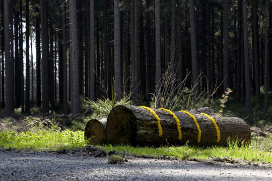 Löwenzahn und Baumstämme