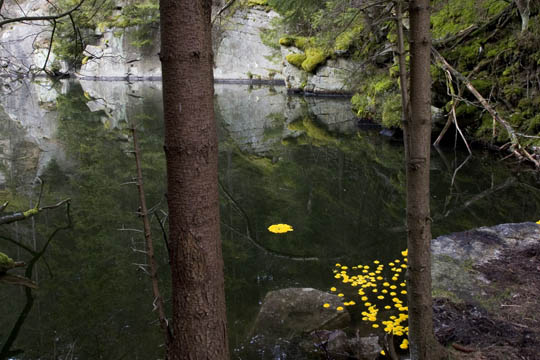 Löwenzahn im Steinbruchsee