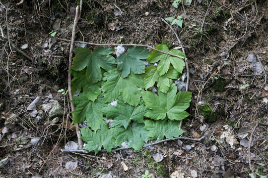 Naturbild imn Rahmen mit Ahron