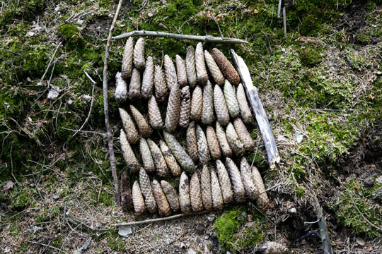 Naturbild imn Rahmen mit Zapfen