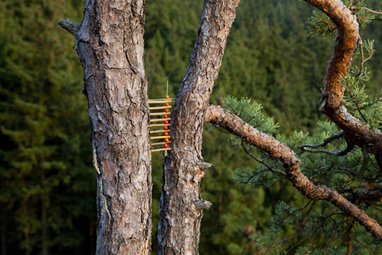 Naturkunst mit Vogelbeeren zwischen Kiefern