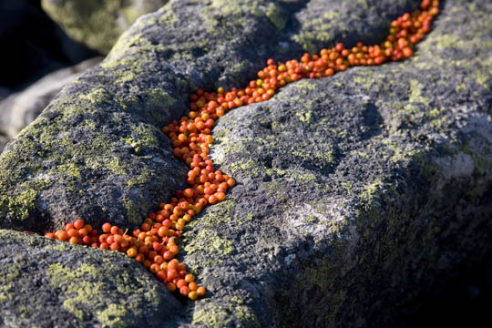 Landart mit Vogelbeeren und Granit