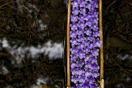 Glockenblumen und Quellwasser