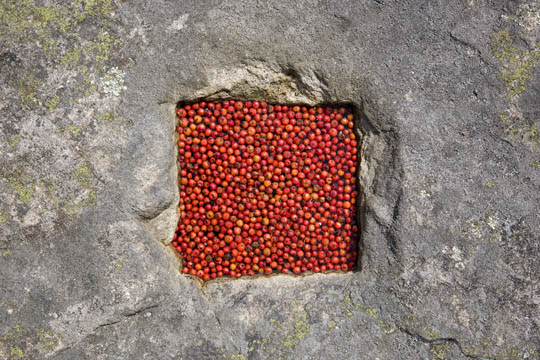 Vogelbeeren am Kornberg