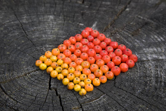 Vogelbeeren nach Farbe sortiert