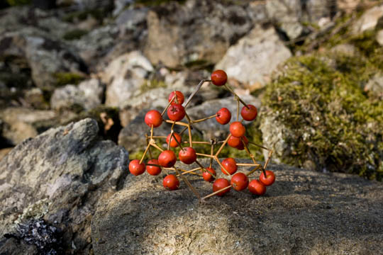 Kunst mit Vogelbeeren und Dornen